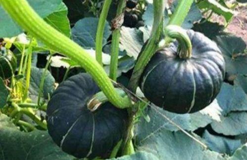 网红吃瓜群贴吧,揭秘娱乐圈幕后故事