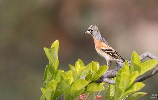 燕雀台在线观看,揭秘古代宫廷秘史的在线视听之旅