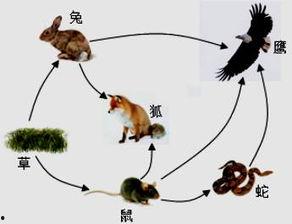 食物链完整版在线观看,完整版在线观看攻略