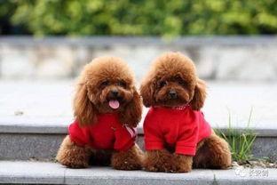 天门泰迪爆料视频最新