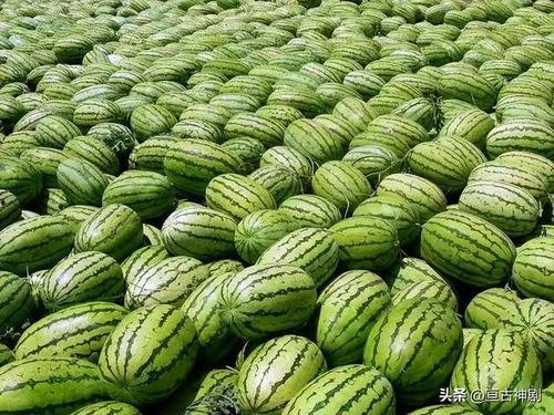 宁夏网红吃瓜事件,揭秘网络舆论的风暴与真相