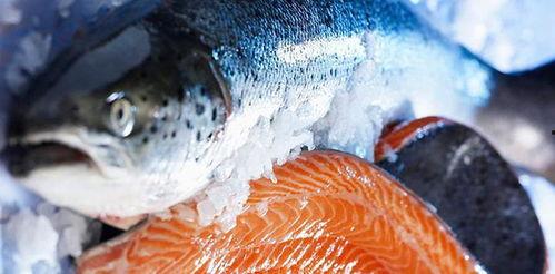 新闻爆料海鱼事件视频,揭秘网络热传视频背后的真相