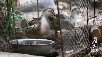 赤峰大鹅被爆料事件视频,真相与争议的交织